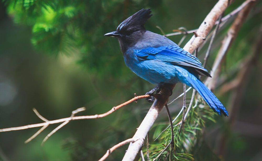 Portrait view of Steller's Jay blue bird (Cyanocitta stelleri) sitting on a branch, spotted in Yosemite National Park, California, United States